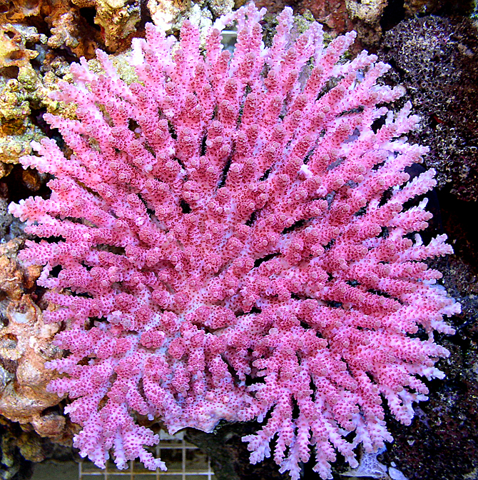 Pacific Aqua Farms Coral Gallery Hot Pink Acropora hyacinthus Page